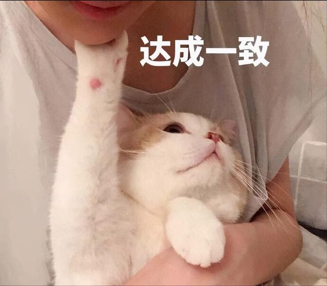 给宠物猫取什么名字好听呢沙雕（宠物猫取什么名字最好听）