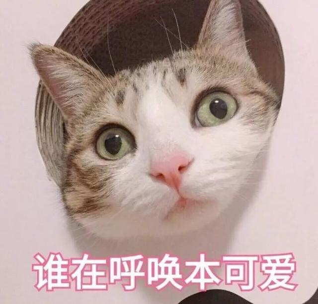 给宠物猫取什么名字好听呢沙雕（宠物猫取什么名字最好听）